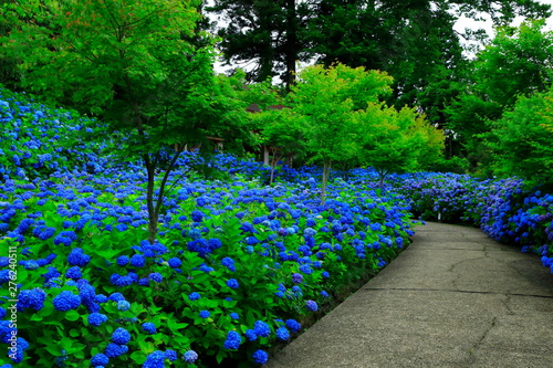 秋田県男鹿市 雲昌寺の紫陽花 Stock Photo Adobe Stock