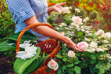 Senior Woman Gathering Flowers In Garden. Middle-aged Woman Holding Pink Rose In Hands. Gardening Concept