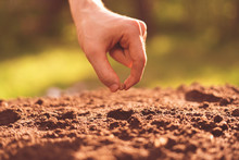 Dirty Farmer Hand Puts A Plant Seed In The Hole In The Soil