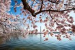 Cherry Blossoms Framing the Washington Monument