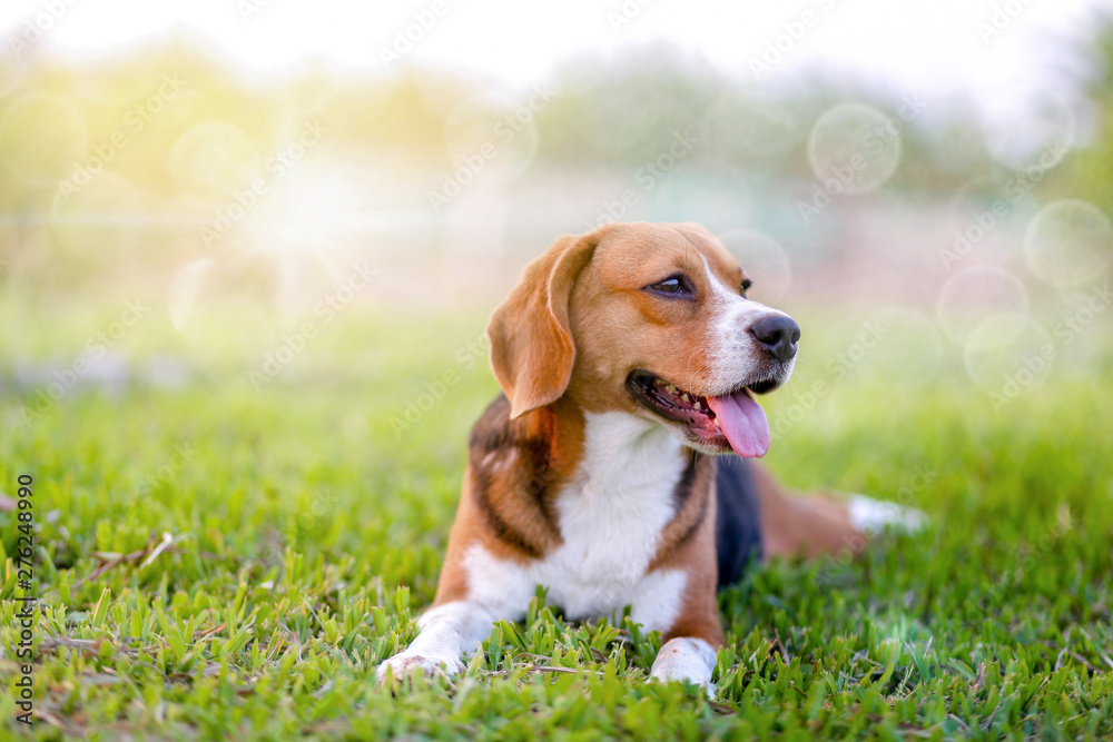 An adorable beagle dog sitting in the grass field. - obrazy, fototapety, plakaty 