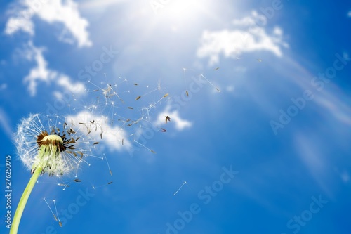 Flying dandelion seeds isolated over white Fototapeta