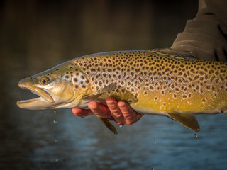 Wall Mural - Brown & Rainbow trout gently released