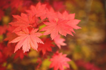 Wall Mural - Red maple leaves border at autumn forest, blurred background. Season changing. A tree branch of maple, fall. Free copy space.