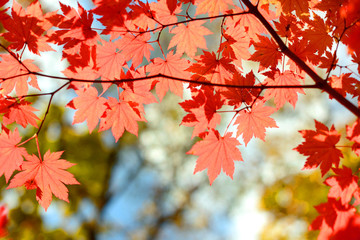 Wall Mural - Red maple leaves border at autumn forest, blurred background. Season changing. A tree branch of maple, fall.
