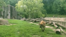Hyena In Going In Circle In A Zoo
