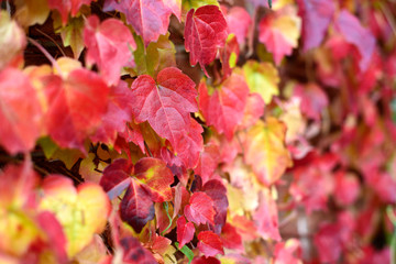 Wall Mural - Red ivy leaves on brick wall at autumn. Season changing beautiful background.
