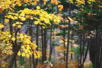 Wall Mural - Yellow maple leaves border at autumn forest, blurred background. Season changing. A tree branch of maple, fall.