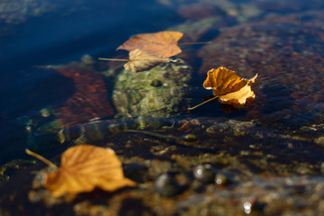 Wall Mural - Yellow autumn leaves and stones in sea water coastline. Autumn still life landscape.