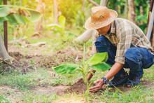 Farmer Planting A Banana Tree On His Farm