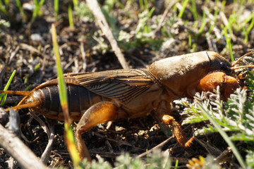 Macro Caucasian fen-cricket Gryllotalpa gryllotalpa