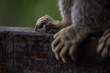 © Leticia - Sagui monkey (Callithrix jacchus)