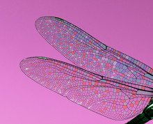 Dragonfly Wings Abstract Wildlife