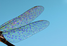 Dragonfly Wings Abstract Wildlife
