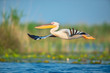 The great white pelican flying through the air above the water in the wonderful Danube Delta, Romania. The bird has it's wings wide open and gently gliding through the air.