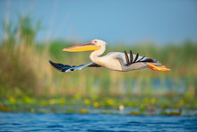 The Great White Pelican Flying Through The Air Above The Water In The Wonderful Danube Delta, Romania. The Bird Has It's Wings Wide Open And Gently Gliding Through The Air.
