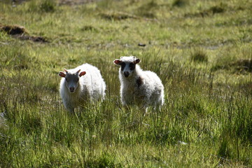 Two Icelandic lambs standing in green grass in Iceland