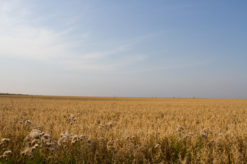 Wall Mural - field and blue sky