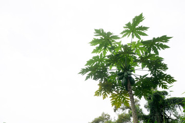  A papaya tree with white background