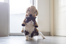 British Shorthair Cat Carrying A Plush Toy Puppy