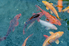 Gold And Red Imperial Fish In Water.