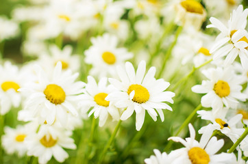 Summer Field of daisy flowers