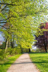 Footpath in a green park in spring or summer