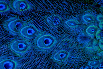 Peacock feathers in closeup (Green peafowl)