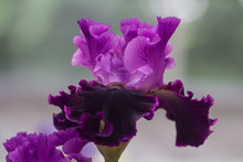 Closeup Of Flower Bearded Dainty Purple Violet Iris. Macro Photo.