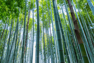  鎌倉の竹林