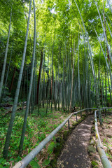  鎌倉の竹林