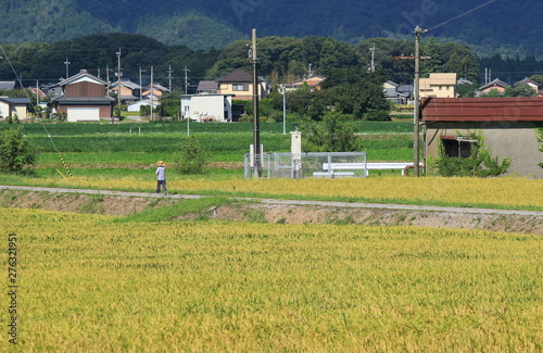 稲穂が実る田んぼ道を歩く農夫と田舎町の風景 Stock Photo Adobe Stock