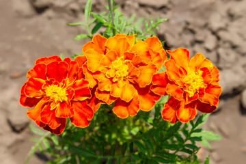 marigolds or Tagetes in the garden