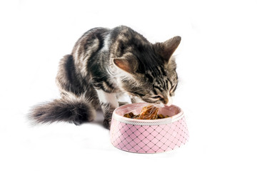 Wall Mural - Domestic cat. Little cute tabby kitten eats food from his bowl on a white background.