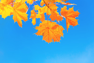 Wall Mural - Bright orange and yellow semitransparent autumn maple leaves against the blue sky background on bright snny day with copy space