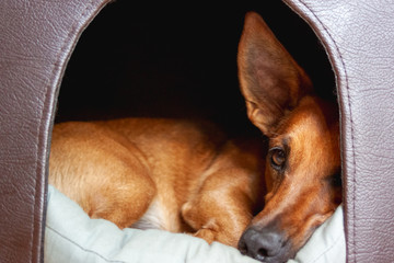 Small brown cute mixed breed dog looking out of the door of his doghouse.