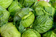 Green organic Cabbage 