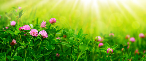 Wall Mural - Flower panorama in the form of a meadow with clover. Spring and summer nature in soft green and yellow light. Clover flowers on a panorama under the rays of the sun.