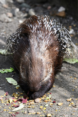 Wall Mural - Porcupine eating beetroot outside in the paddock.