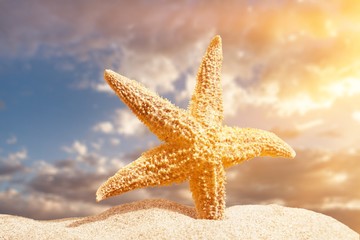 Sticker - Starfish on Beach Sand. Close up