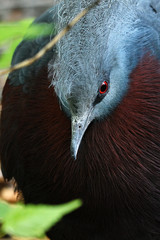 Wall Mural - Goura scheepmakeri - Southern crowned-pigeon colorful bird with blue tuft on head.