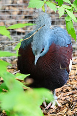 Poster - Goura scheepmakeri - Southern crowned-pigeon colorful bird with blue tuft on head.