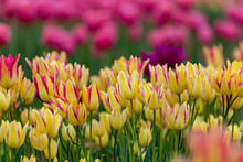 Yellow And Red Tulips Flower, In Full Bloom