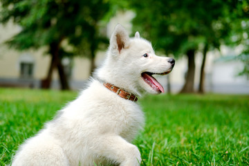 Happy Little white puppy Husky 2 months old smiling in profile on the grass in park. Summer dog walking.