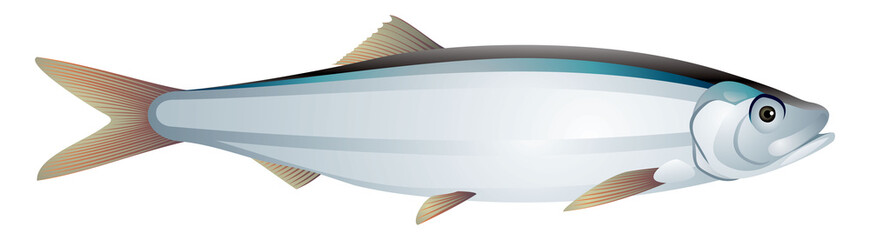 Sprat fish realistic vector illustration on a white background