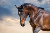 Fototapeta Do przedpokoju - Bay horse portrait