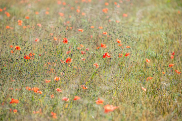 Canvas Print - Coquelicot dans une prairie