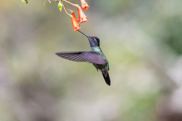 Blue hummingbird Violet Sabrewing flying next to beautiful red flower. Tinny bird fly in jungle. Wildlife in tropic Costa Rica. Two bird sucking nectar from bloom in the forest. Bird behaviour