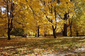 Wall Mural - Autumn. Autumn park with colorful yellow foliage on the trees and fallen leaves on the ground