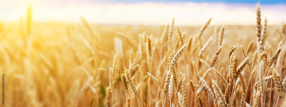 Wheat field. Ears of golden wheat close up. Beautiful Nature Sunset Landscape. Rural Scenery under Shining Sunlight. Background of ripening ears of wheat field. Rich harvest Concept. - obrazy, fototapety, plakaty 